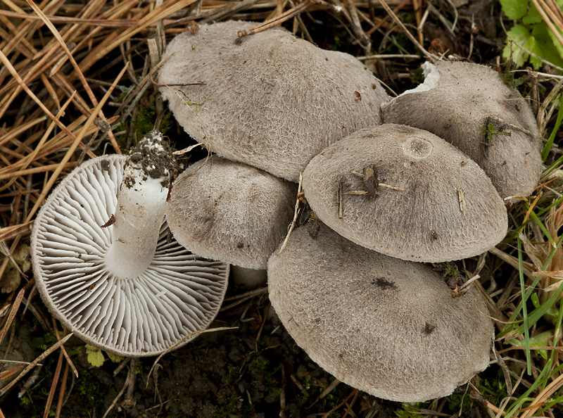 Tricholoma terreum